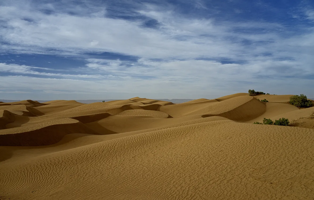 Photo wallpaper the sky, the dunes, desert, the bushes