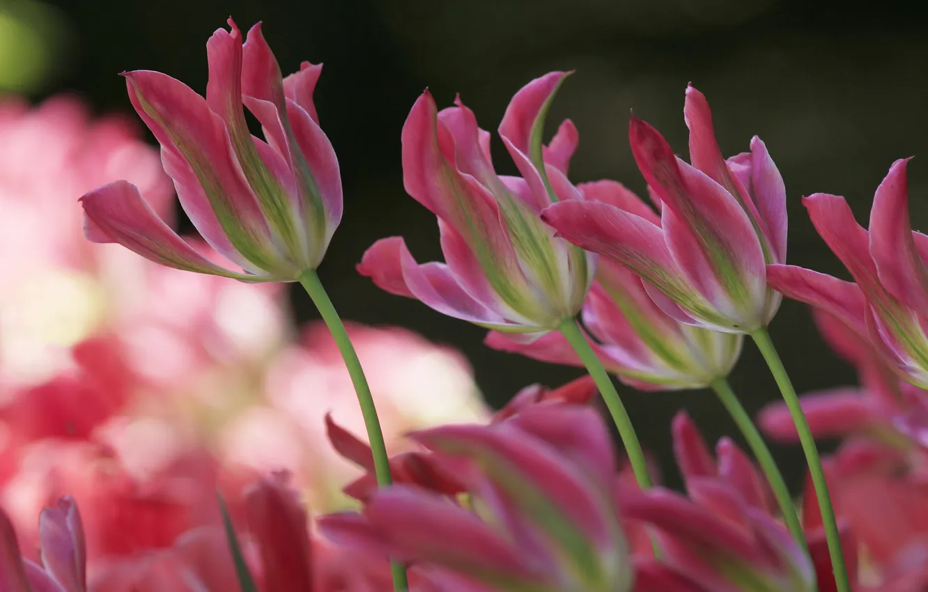 Photo wallpaper leaves, nature, petals, garden, stem, meadow, tulips