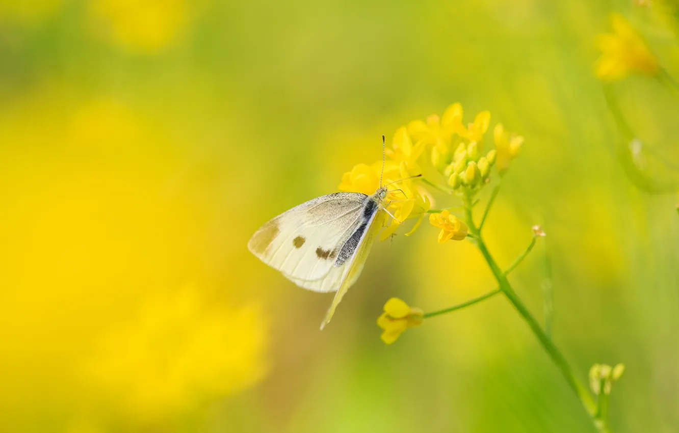 Photo wallpaper nature, White butterfly, White butterfly