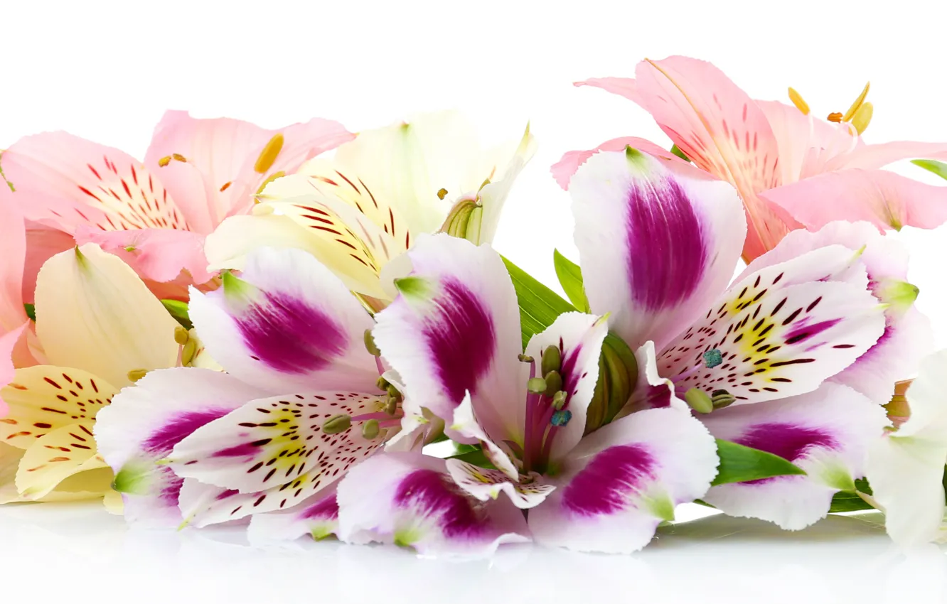 Photo wallpaper flowers, white background, Alstroemeria