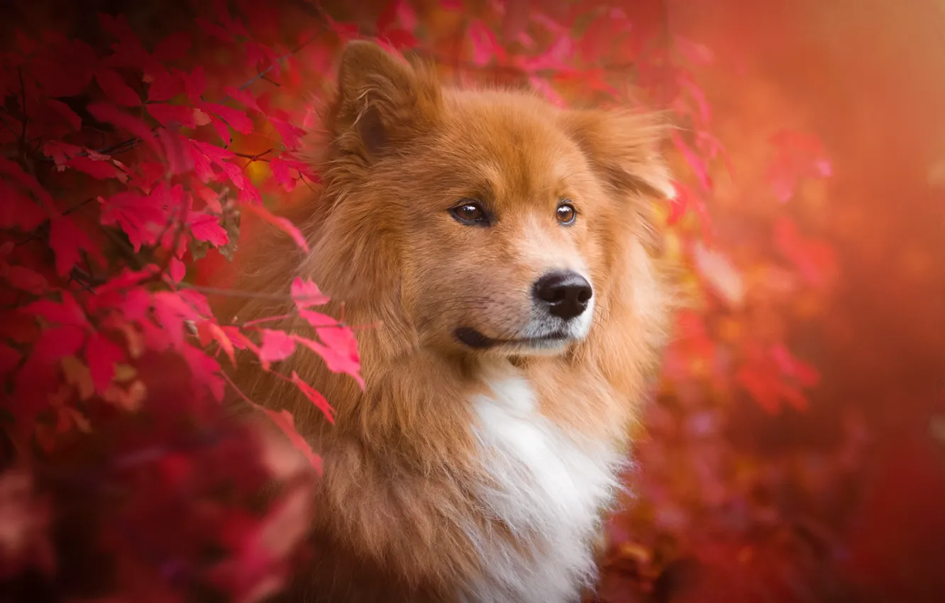 Photo wallpaper autumn, leaves, branches, nature, animal, dog, dog, The eurasier