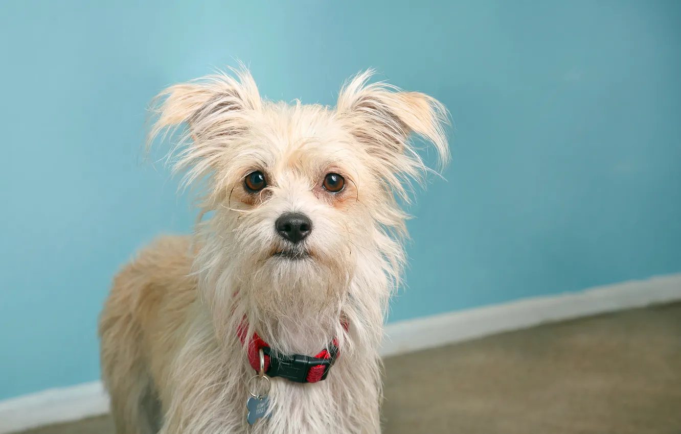 Photo wallpaper small, breed, pup, Scruffy, mutt dog, pet portrait, scruffy dog