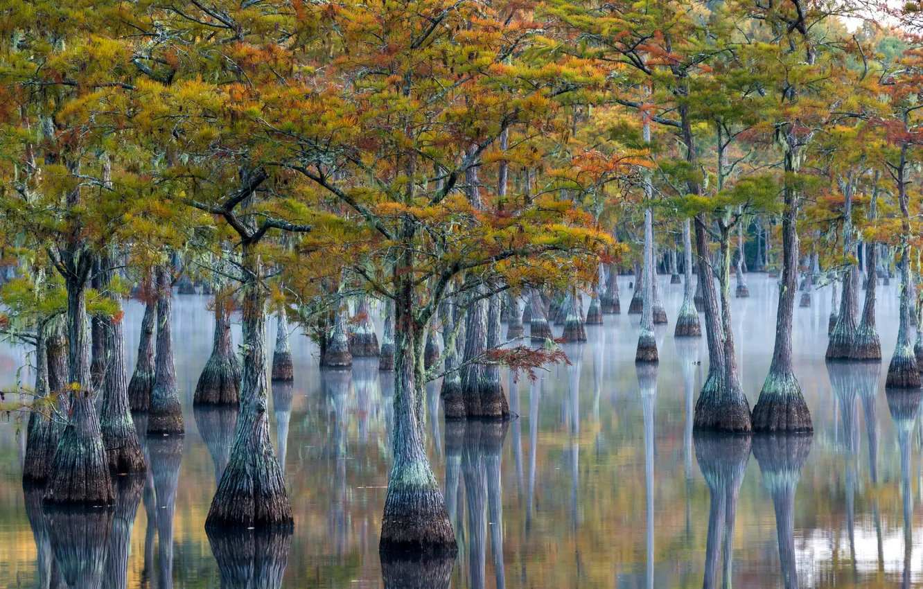 Photo wallpaper misty, morning, color, Georgia, Habitat, wetland, pond cypress, george l. smith state park