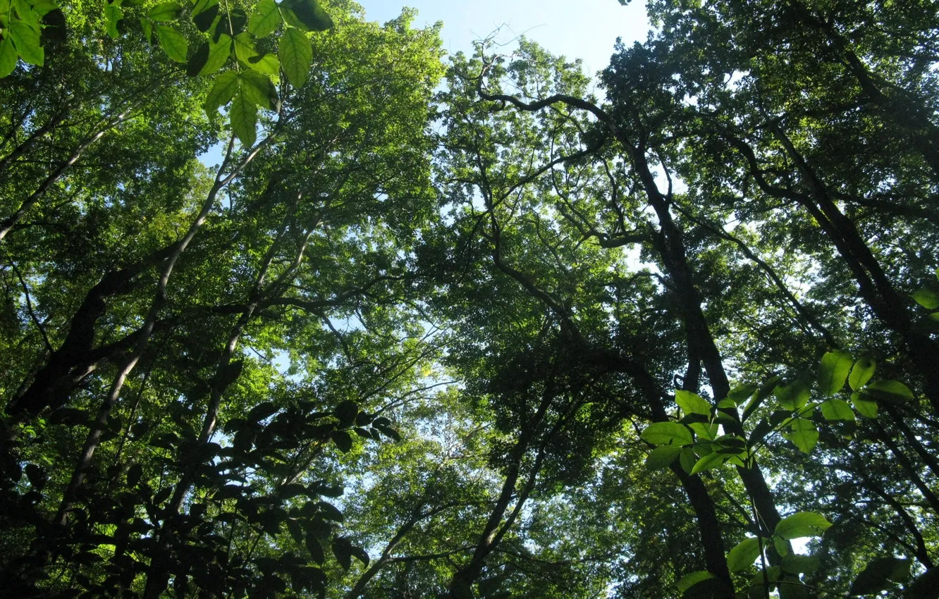 Photo wallpaper forest, leaves, trees, nature, forest, trees, nature, leaves