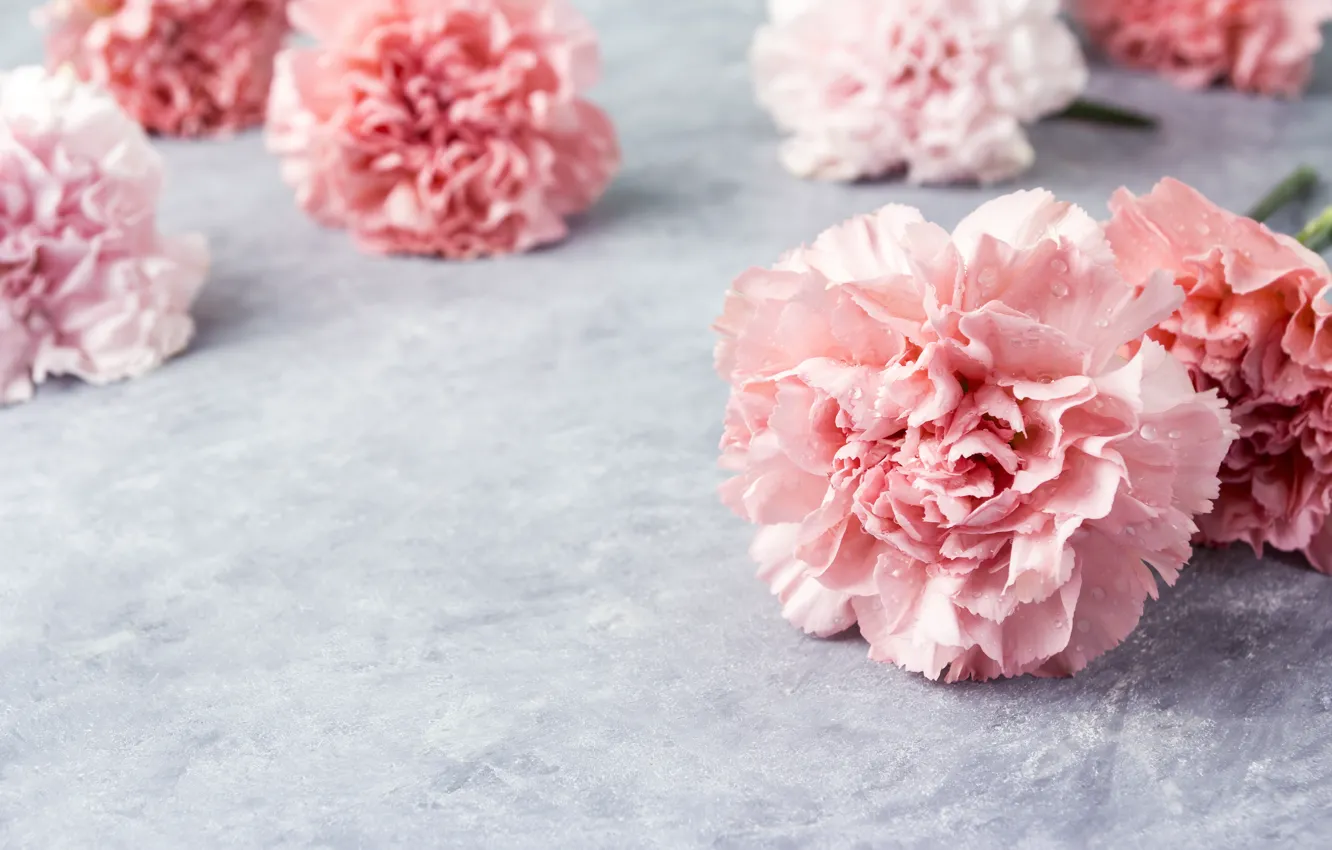 Photo wallpaper flowers, petals, pink, pink, flowers, beautiful, clove, carnation