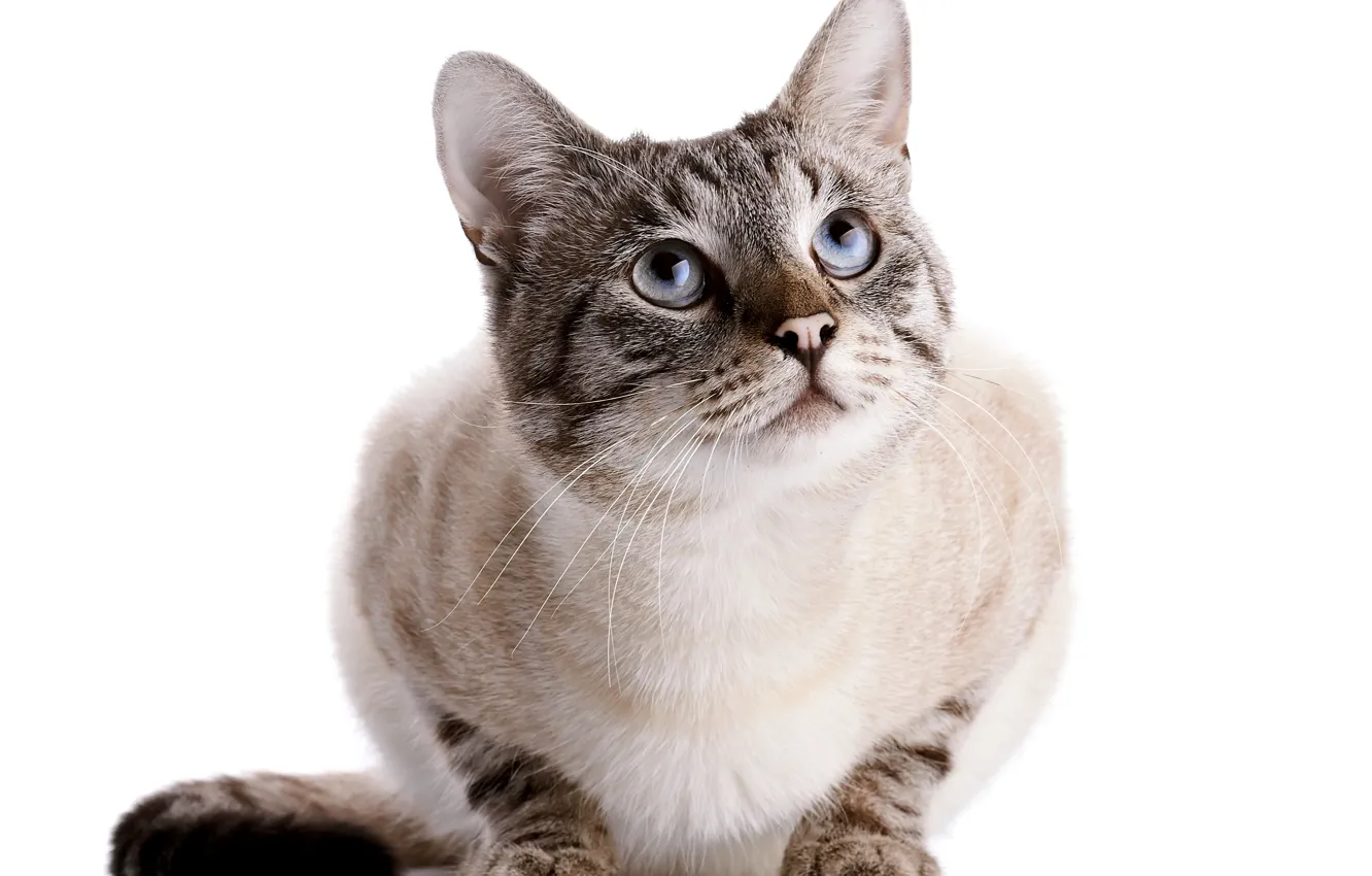 Photo wallpaper cat, cat, look, white background