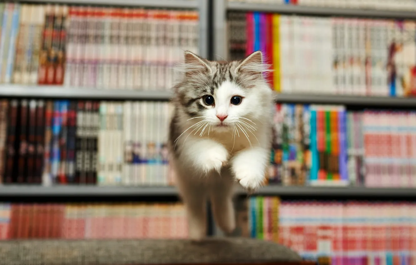 Photo wallpaper kitty, emotions, fright, jump, books, library, face, the expression