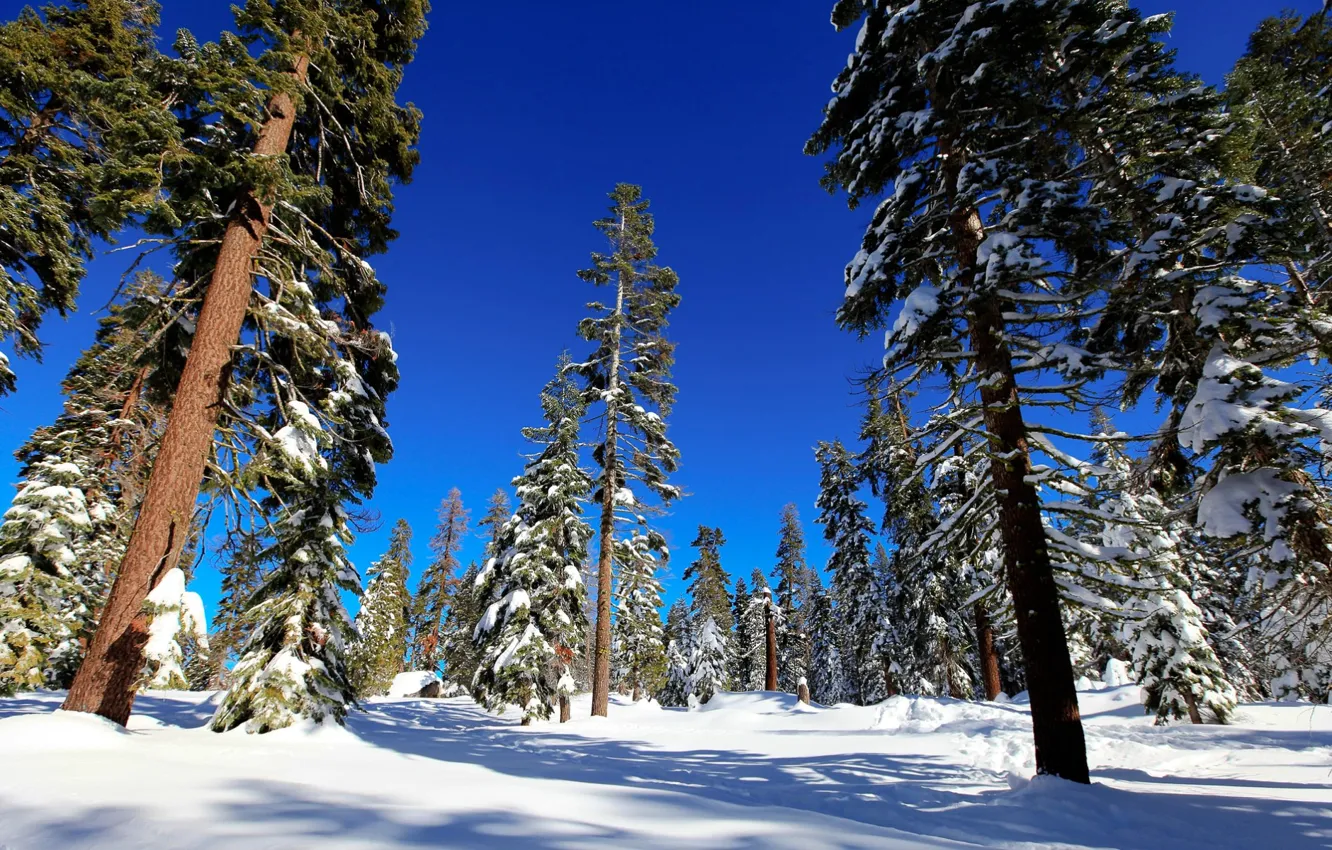 Photo wallpaper winter, forest, snow, trees, spruce