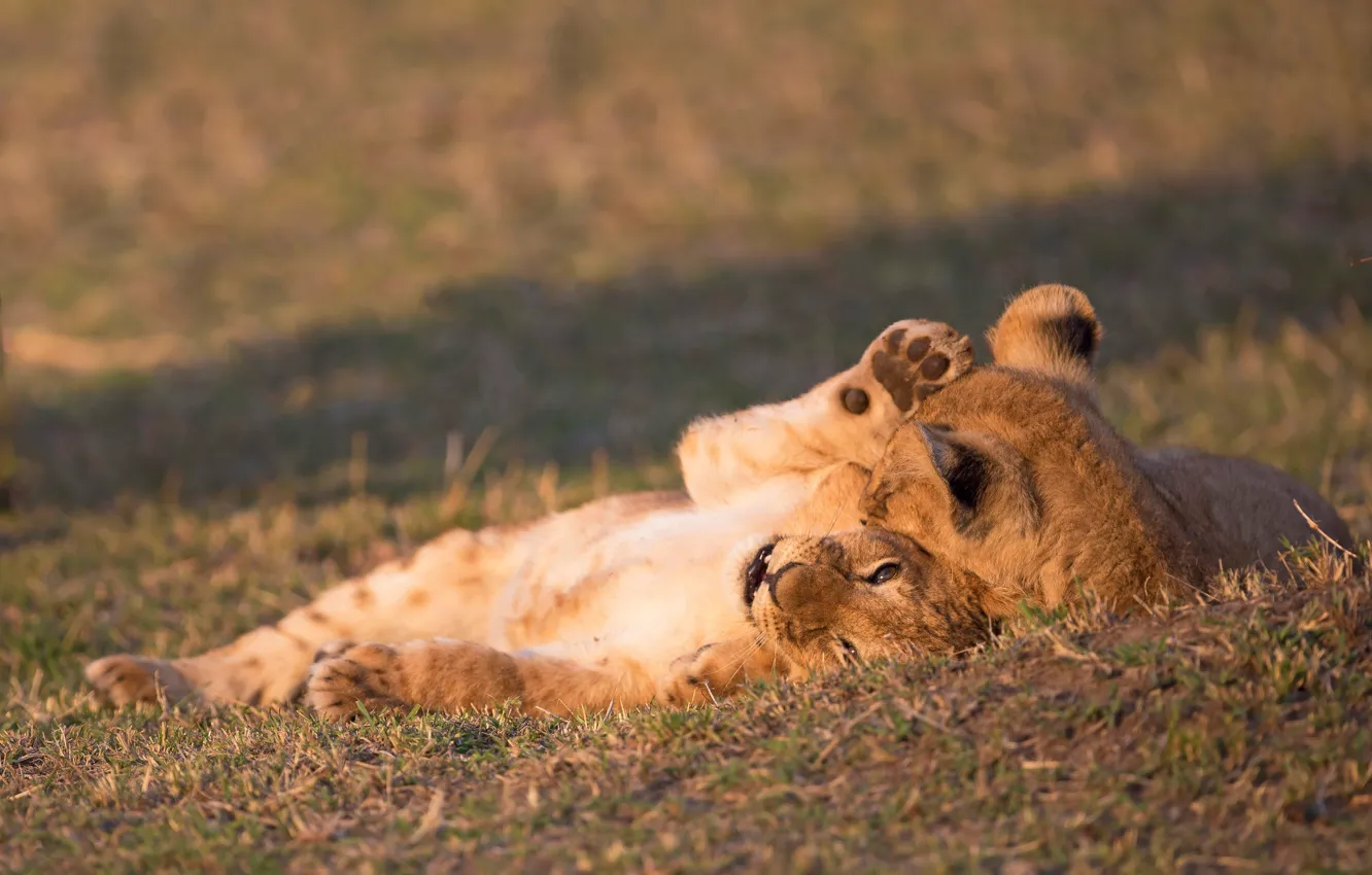 Photo wallpaper field, cat, grass, light, pose, stay, glade, the game