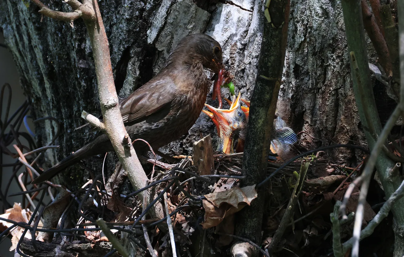 Photo wallpaper food, food, Chicks, Magov Marat, The Blackbird's nest, open beaks