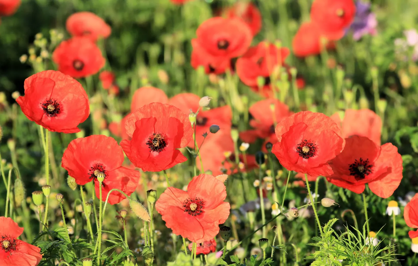 Photo wallpaper summer, flowers, red, glade, Maki, blur, bokeh, poppy field