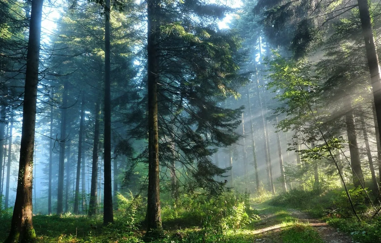 Photo wallpaper forest road, coniferous, forest, sun, nature