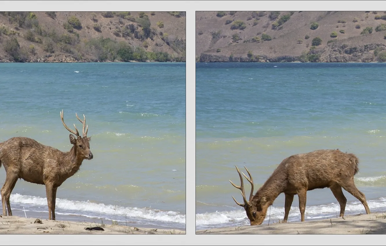 Photo wallpaper nature, river, deer, two, river, nature, two, deer