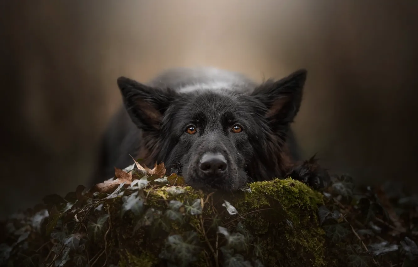 Photo wallpaper look, face, background, moss, dog, German shepherd