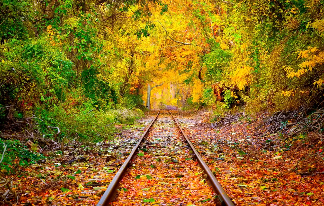 Photo wallpaper forest, trees, foliage, rails, Autumn