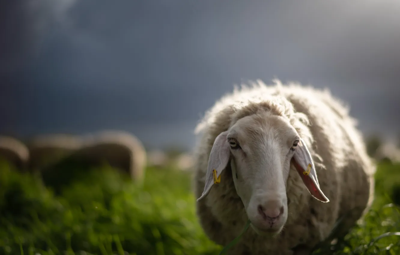 Photo wallpaper nature, background, sheep