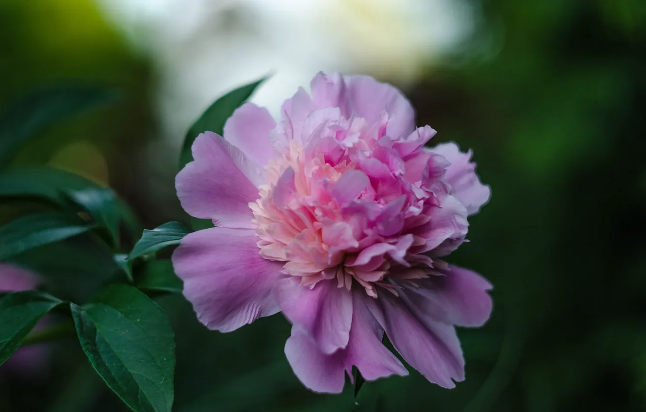 Photo wallpaper macro, Bud, peony