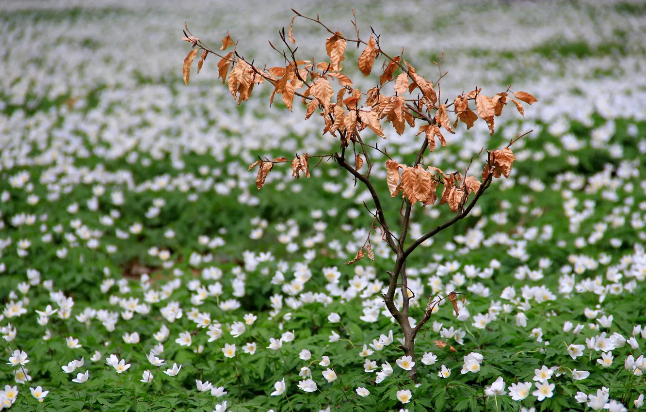Photo wallpaper field, flowers, spring