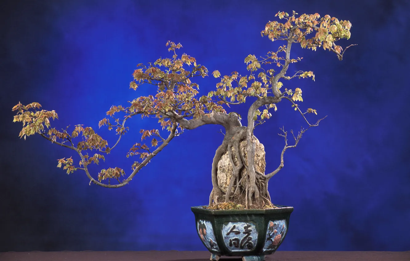 Photo wallpaper nature, tree, bonsai, plant, blue background