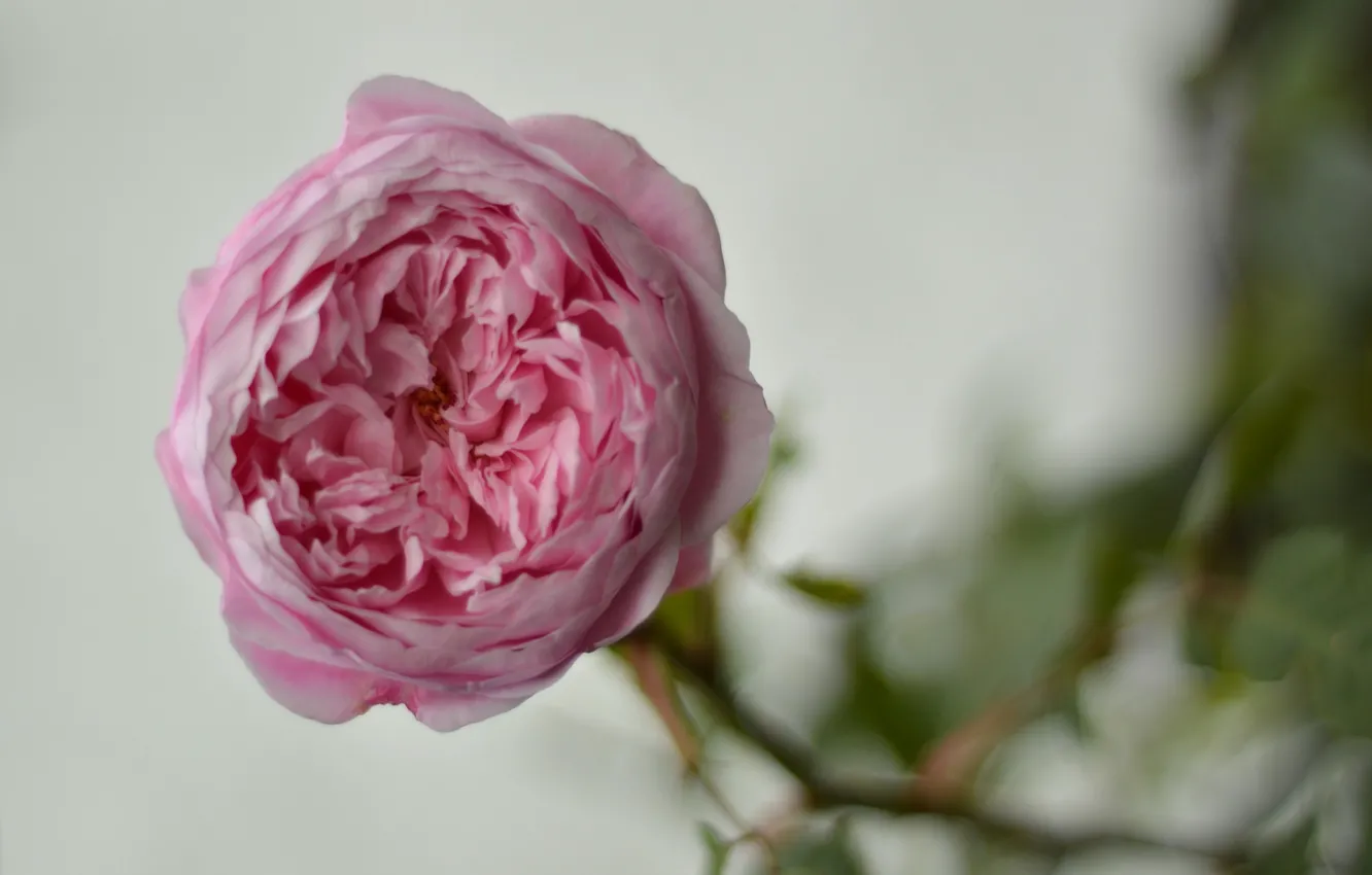 Photo wallpaper buds, Pink rose, blur bokeh