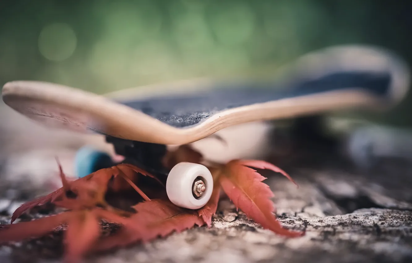 Photo wallpaper leaves, macro, background, skateboard