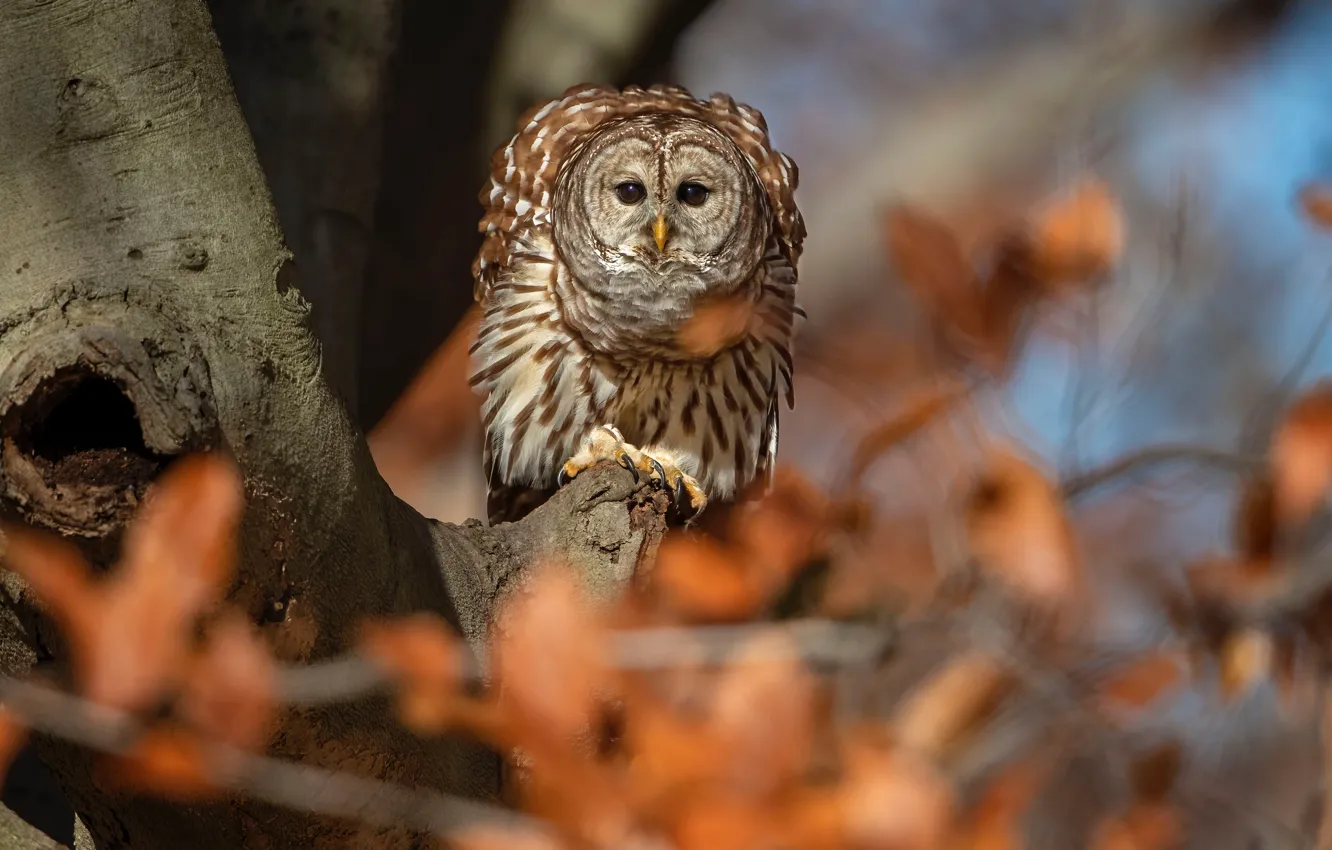 Photo wallpaper autumn, owl, bird, foliage, autumn leaves, owl