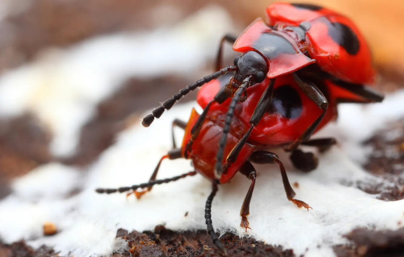 Photo wallpaper erotic, macro, love, red, background, two, beetle, spring