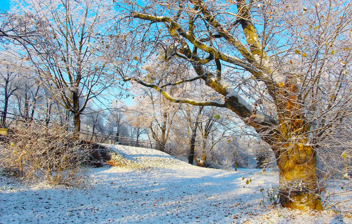 Photo wallpaper park, winter, snow, tree