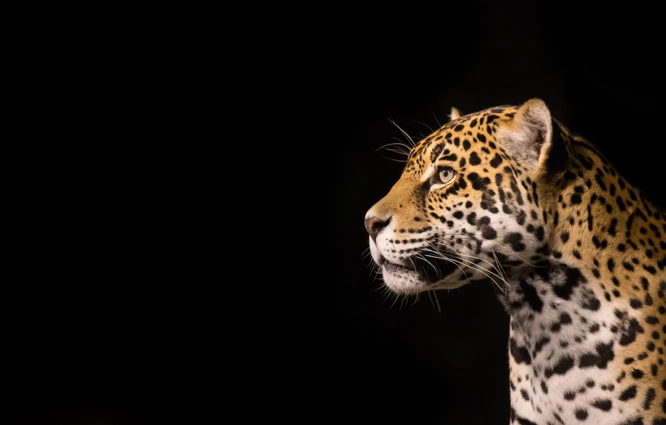 Photo wallpaper face, predator, Jaguar, profile, wild cat, the dark background