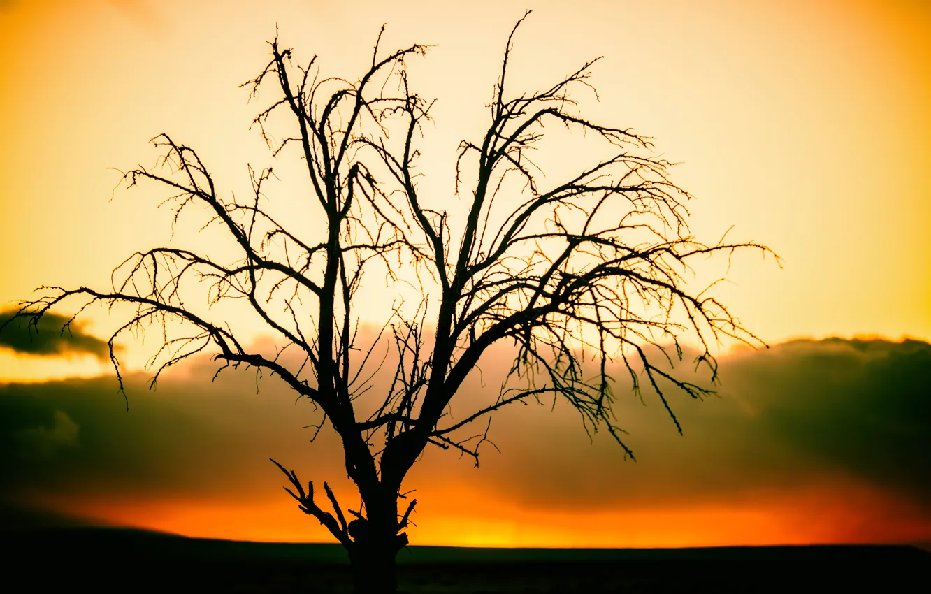 Photo wallpaper sunset, tree, silhouette