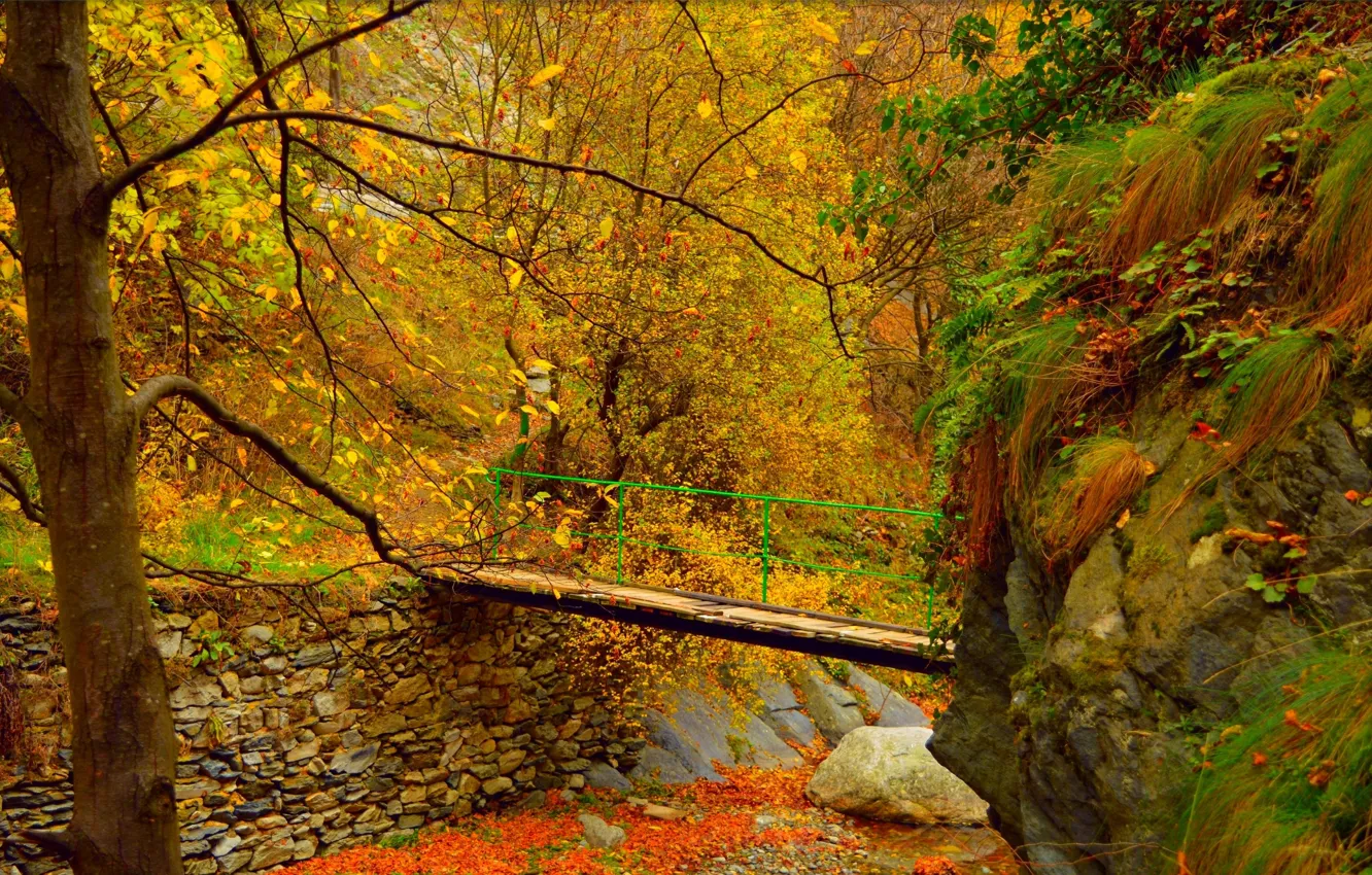Photo wallpaper autumn, trees, bridge, Forest, Fall, Foliage, Autumn, Colors