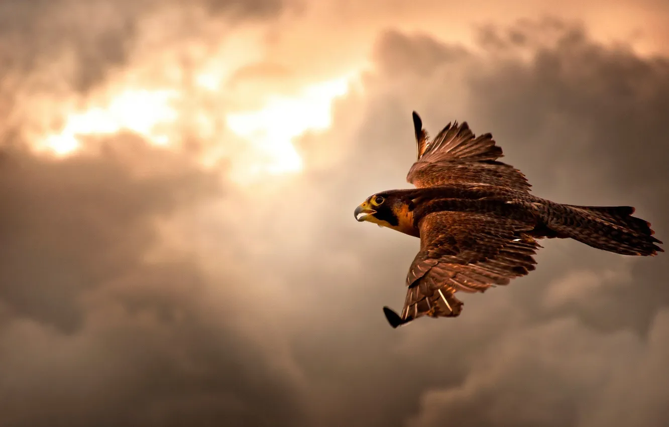 Photo wallpaper sky, bird, hawk