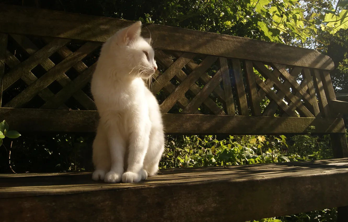 Photo wallpaper cat, rays, light, bench, white, sitting
