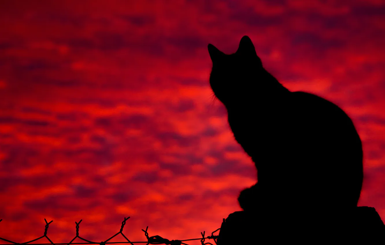 Photo wallpaper cat, cat, shadow, silhouette