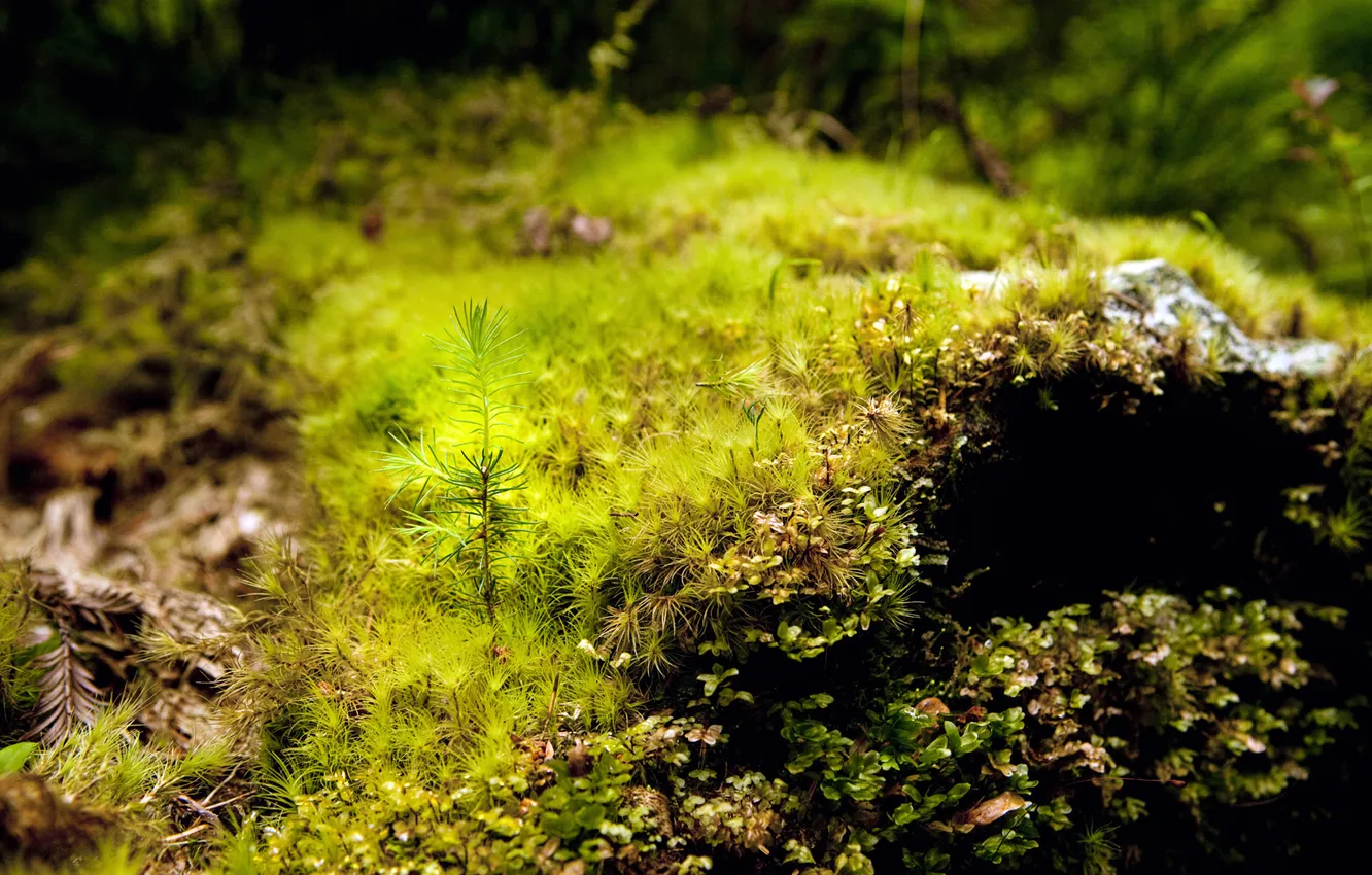 Photo wallpaper forest, moss, pine