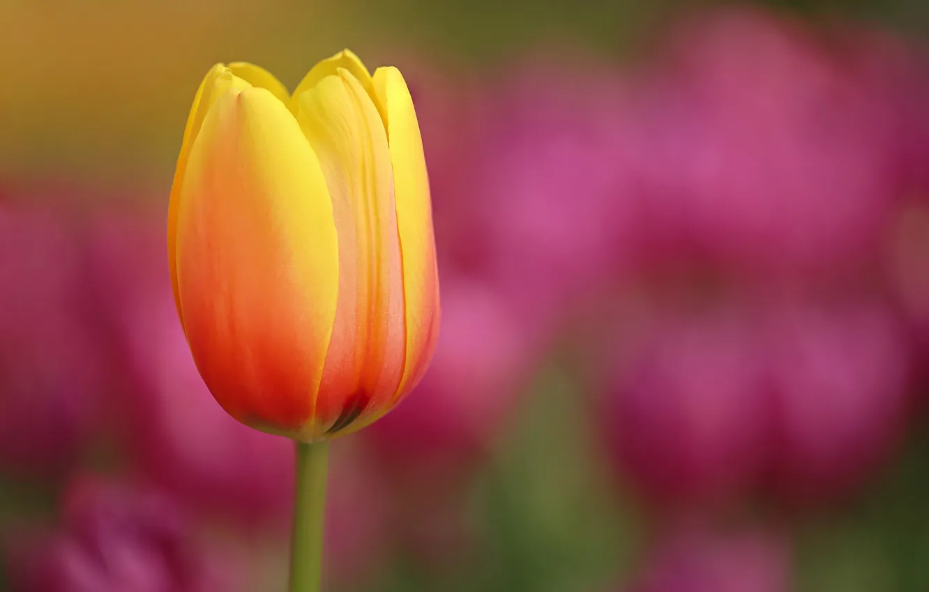 Photo wallpaper flowers, nature, meadow, tulips, flower, nature, water, drops