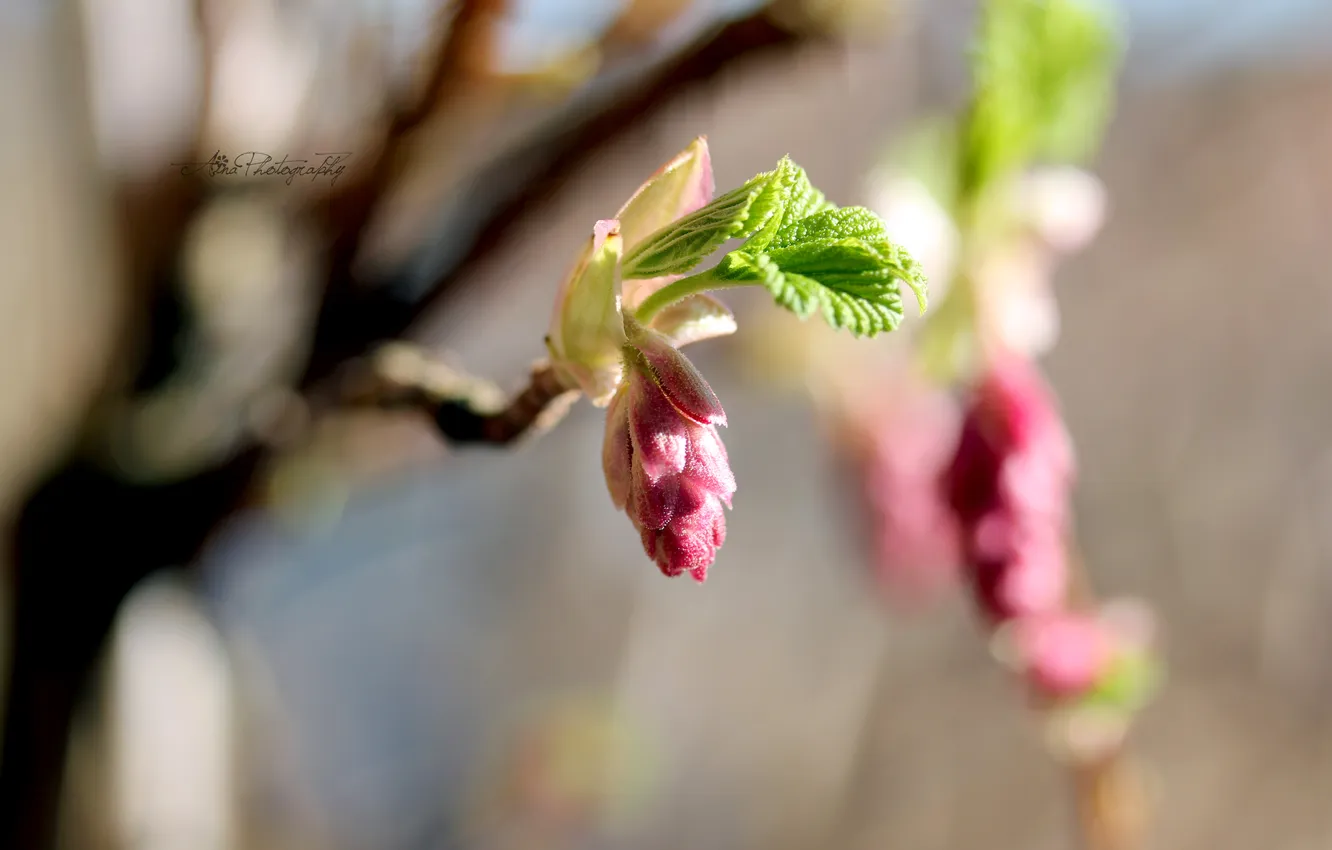 Photo wallpaper macro, Wallpaper, macro