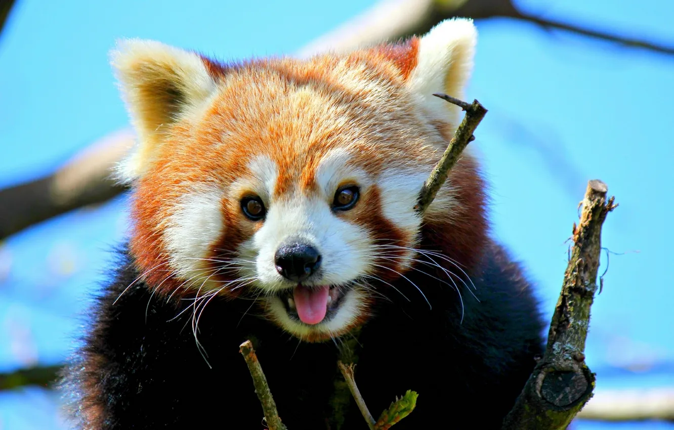 Photo wallpaper red Panda, face, red Panda