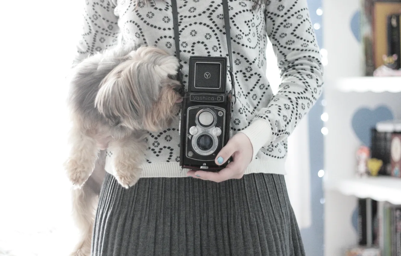 Photo wallpaper girl, background, mood, Wallpaper, dog, the camera, dog, wallpapers