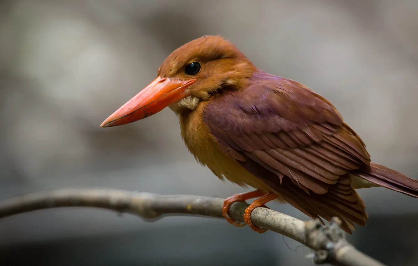 Photo wallpaper animal, kingfisher, bird on tree branch