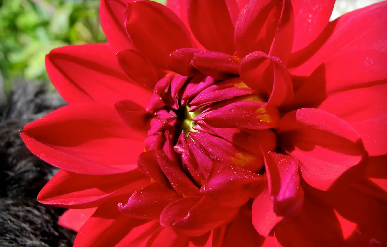 Photo wallpaper flower, red, Dahlia