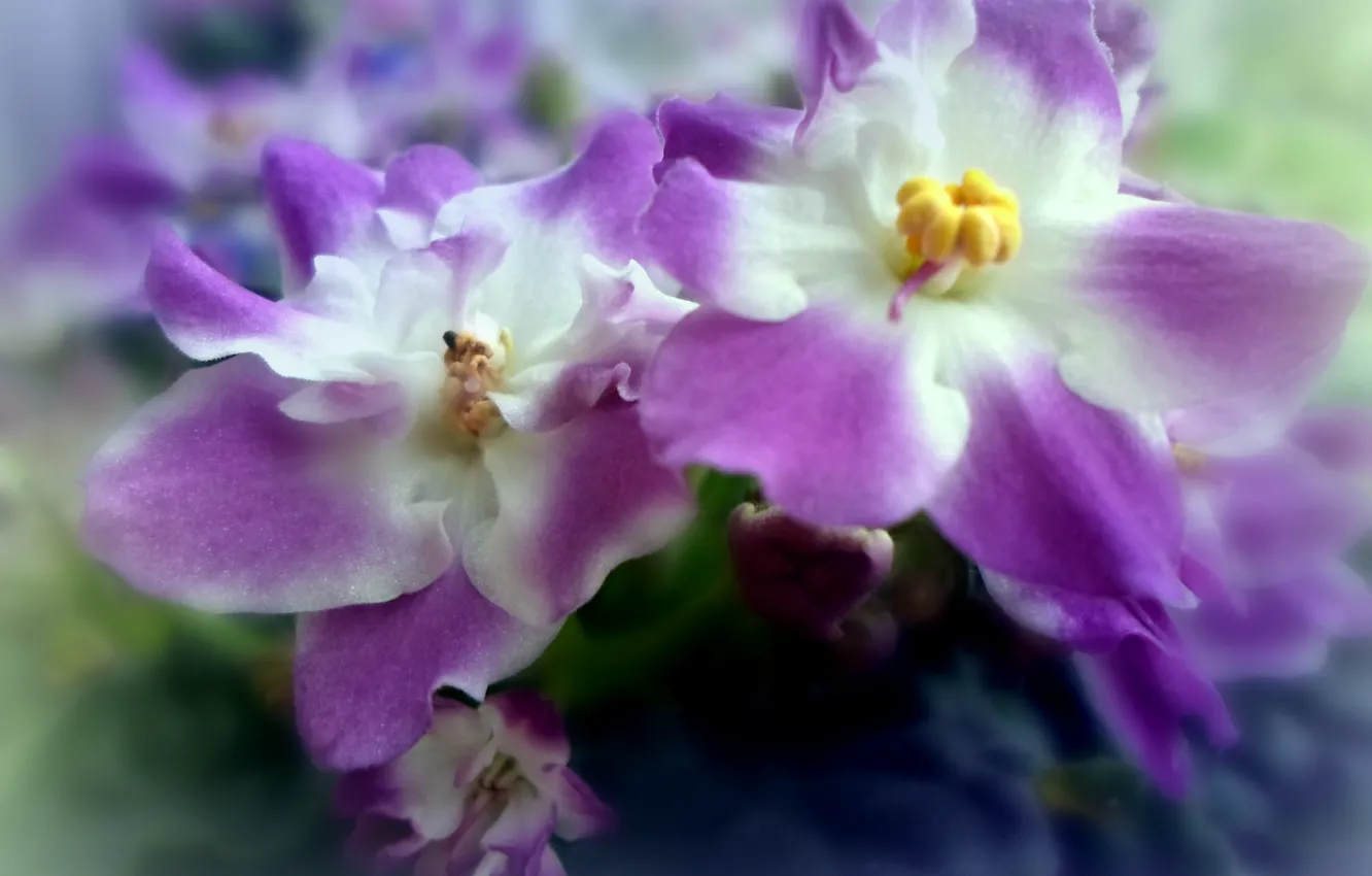 Photo wallpaper flowers, petals, buds, lilac, violet