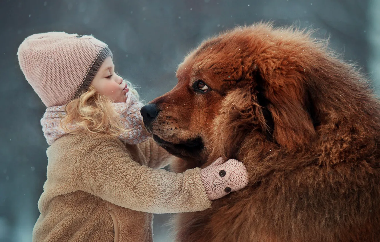 Photo wallpaper mood, dog, friendship, girl, friends, dog, Tibetan Mastiff