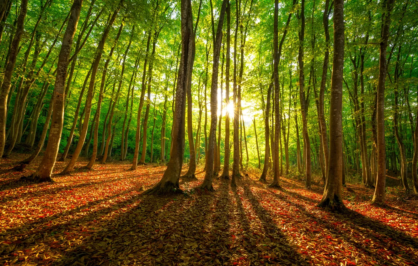 Photo wallpaper forest, leaves, the sun, green, green, shadow, sunshine, forest
