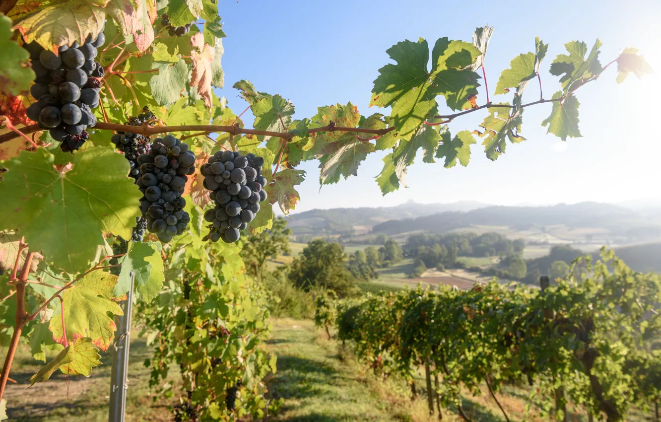 Photo wallpaper harvest, grapes, Italy, vineyard