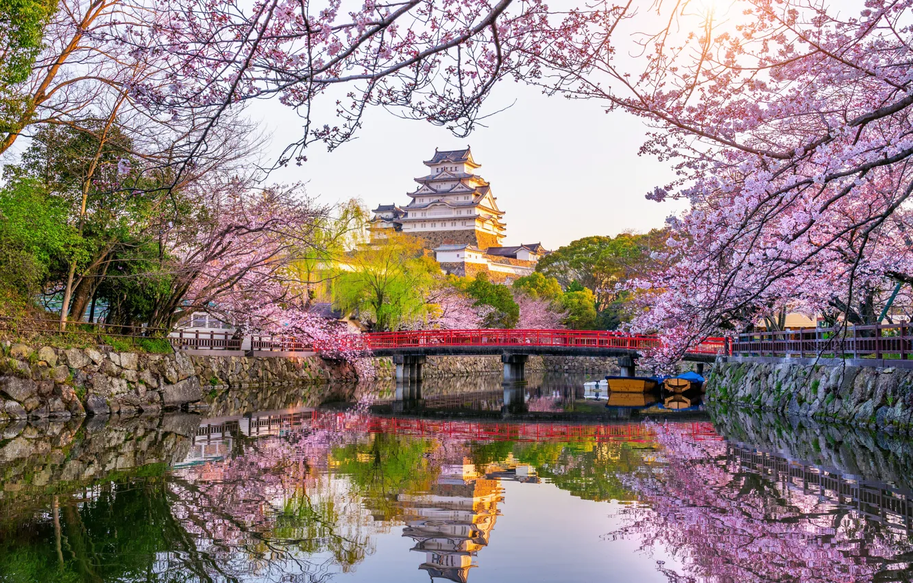 Photo wallpaper Park, spring, Japan, Sakura, Japan, flowering, blossom, park