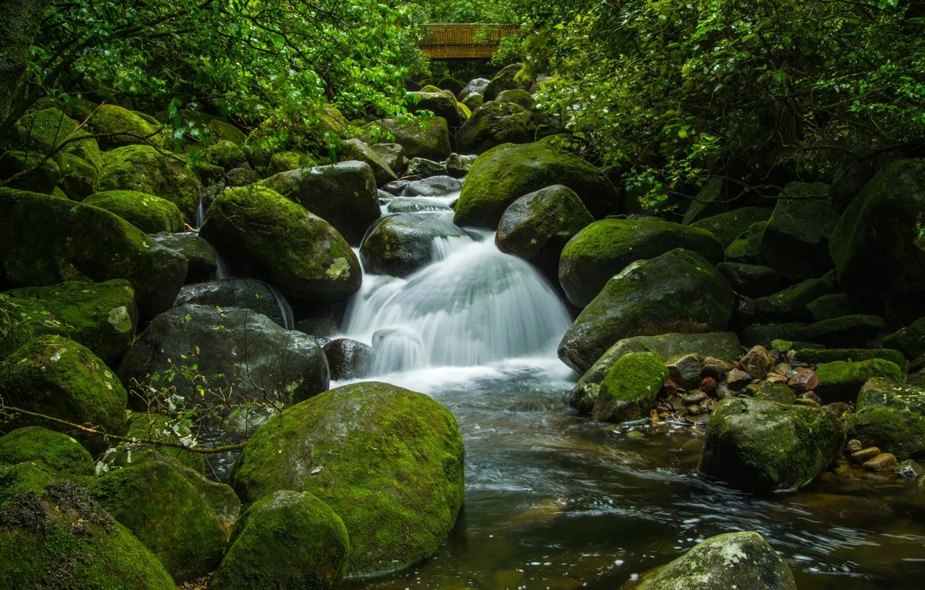 Photo wallpaper greens, water, stones, moss