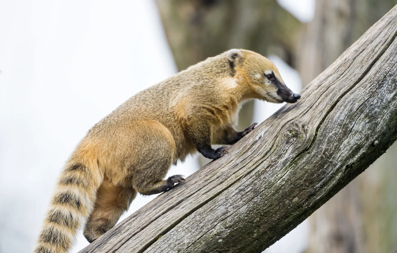 Photo wallpaper profile, log, ©Tambako The Jaguar, coati, the coati