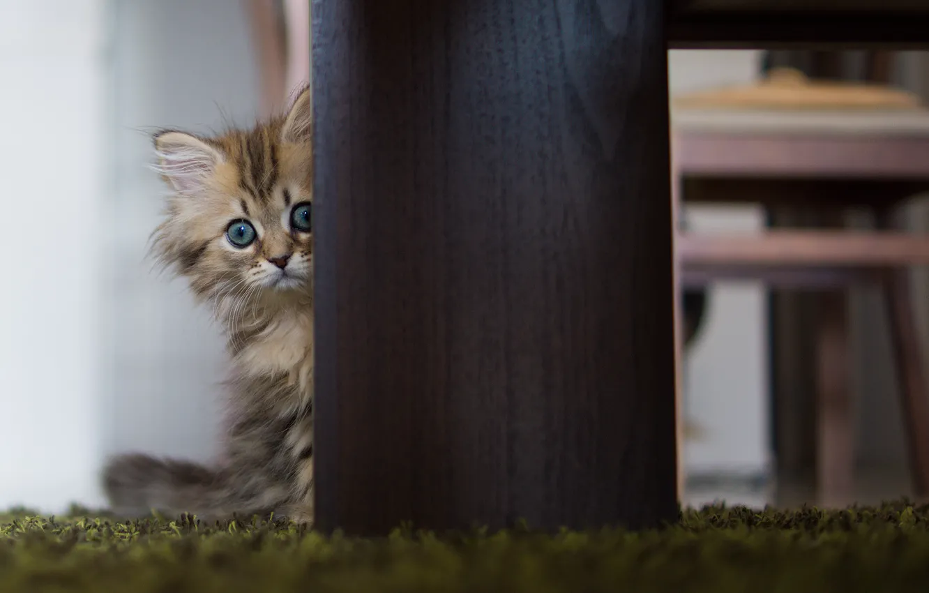 Photo wallpaper cat, table, Daisy, © Ben Torode