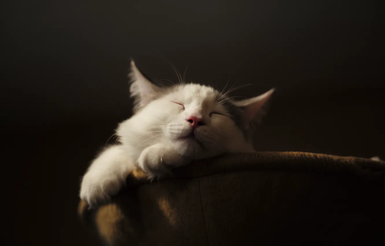 Photo wallpaper cat, cat, stay, sleeping